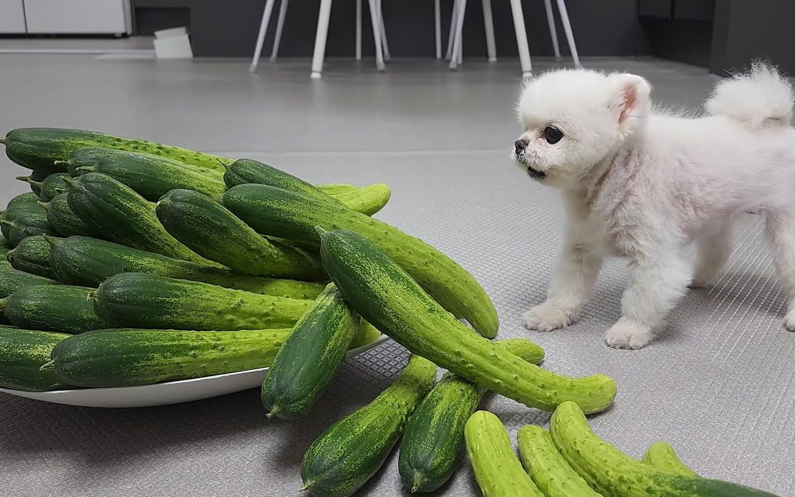 [图]给博美狗勾送了一箱黄瓜作为生日礼物