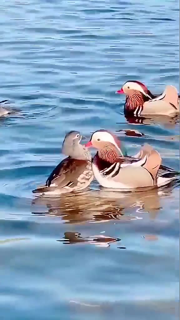 只归羡出芳年,度羡双鸳仙双不.鸯