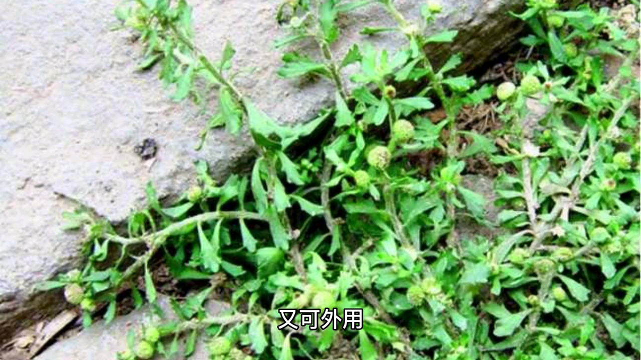 中药白芷的功效和作用哔哩哔哩bilibili