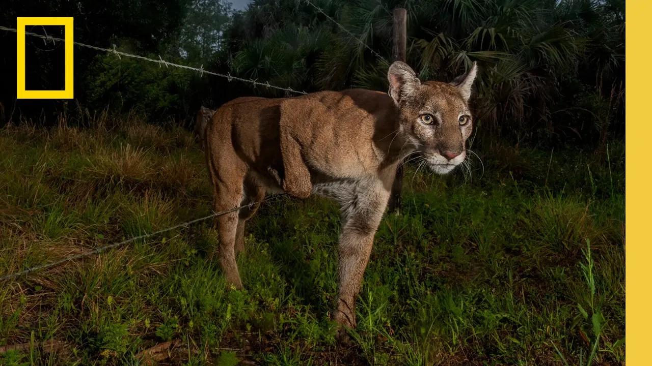 [图]Behind the Scenes: Documenting the Elusive Florida Panther | National Geographic