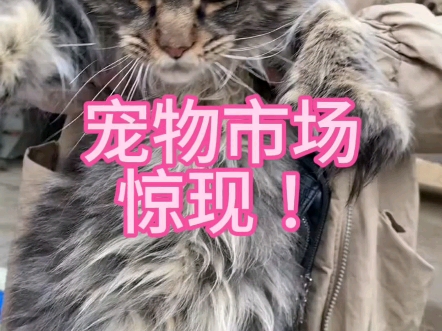 【小源淘猫店】最新视频来袭,快来看看吧!哔哩哔哩bilibili