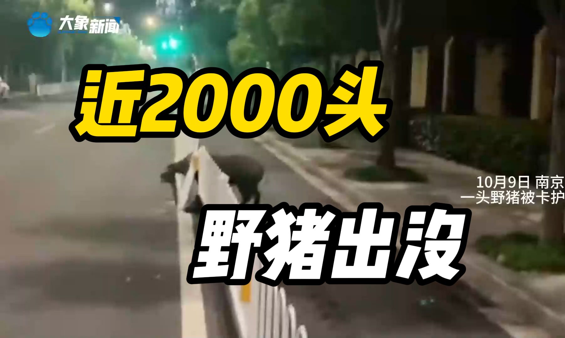 河南一县城周边出现近2000头野猪哔哩哔哩bilibili