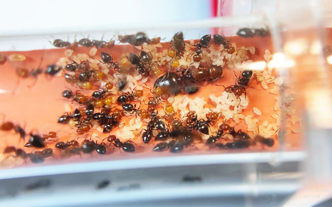 产卵如拉稀的棕头举腹蚁