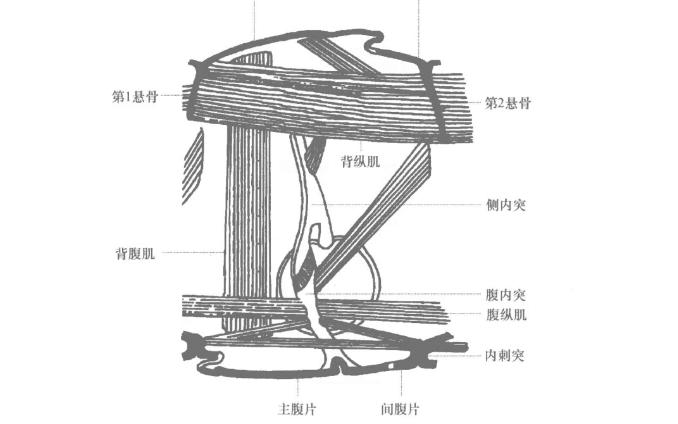 【普通昆虫学】14:内骨骼哔哩哔哩bilibili