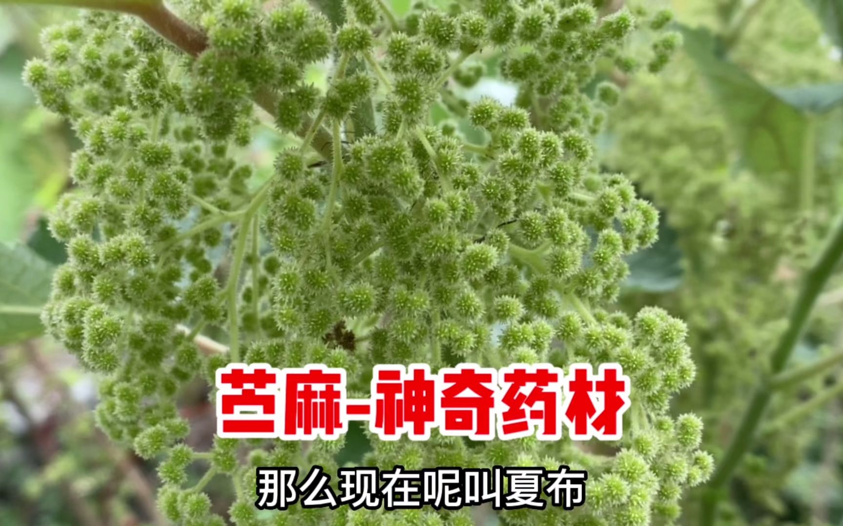 苎麻也叫野麻,它叶子号称“天然创口贴”作用厉害了,看完涨知识哔哩哔哩bilibili