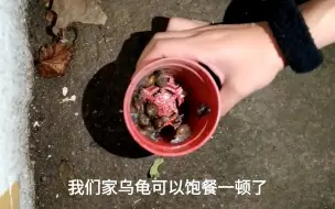 阳台种菜后，蜗牛泛滥成灾，没想到乌龟帮了大忙