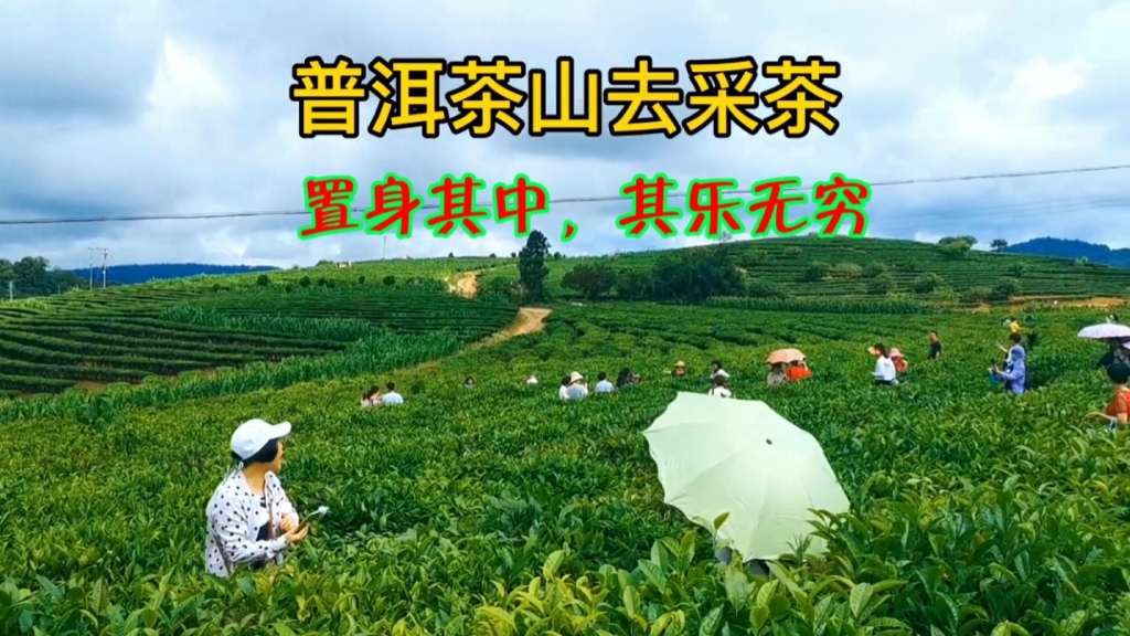 [图]普洱茶山去采茶，走进万亩茶园，看茶园美景，体验采茶乐趣！