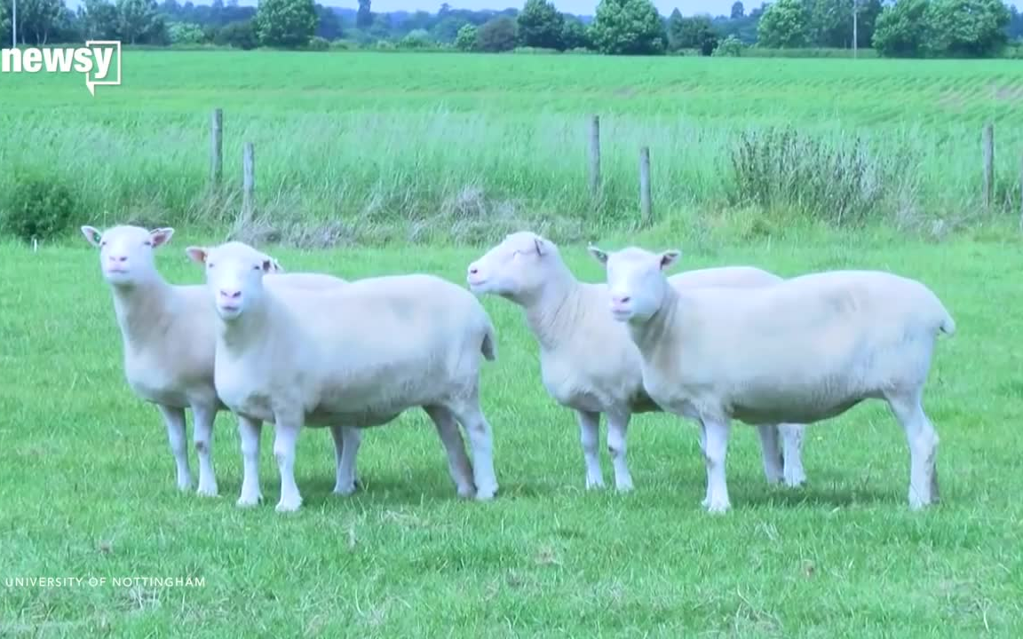 科普克隆羊多莉为什么dolly的4只克隆姐妹更健康