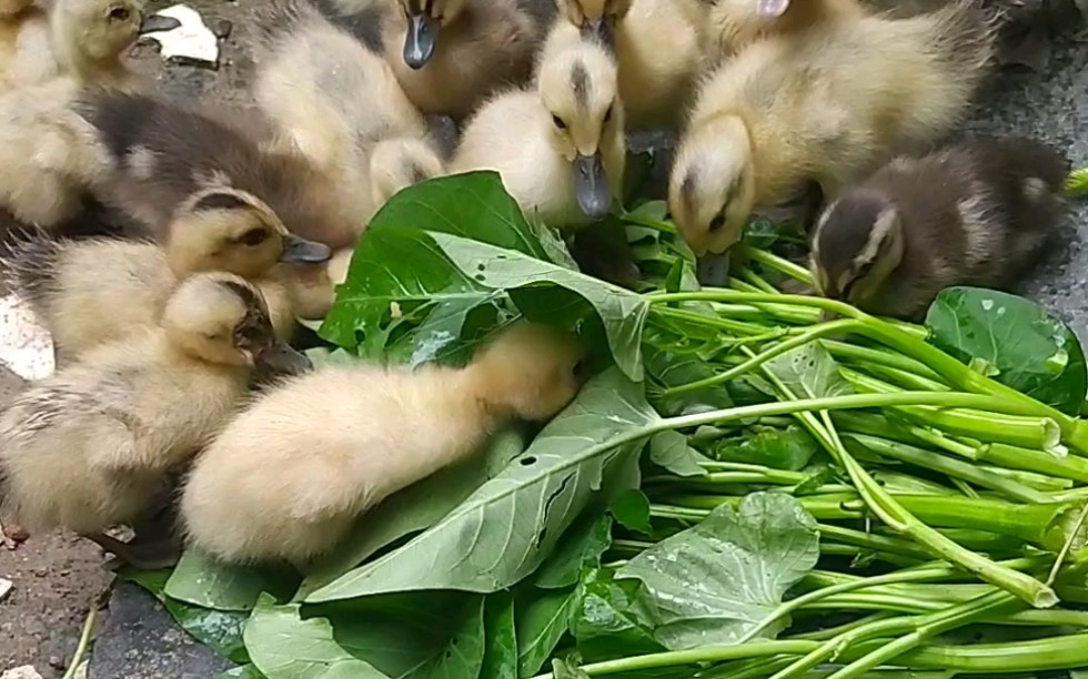 找点菜叶喂喂鸭子