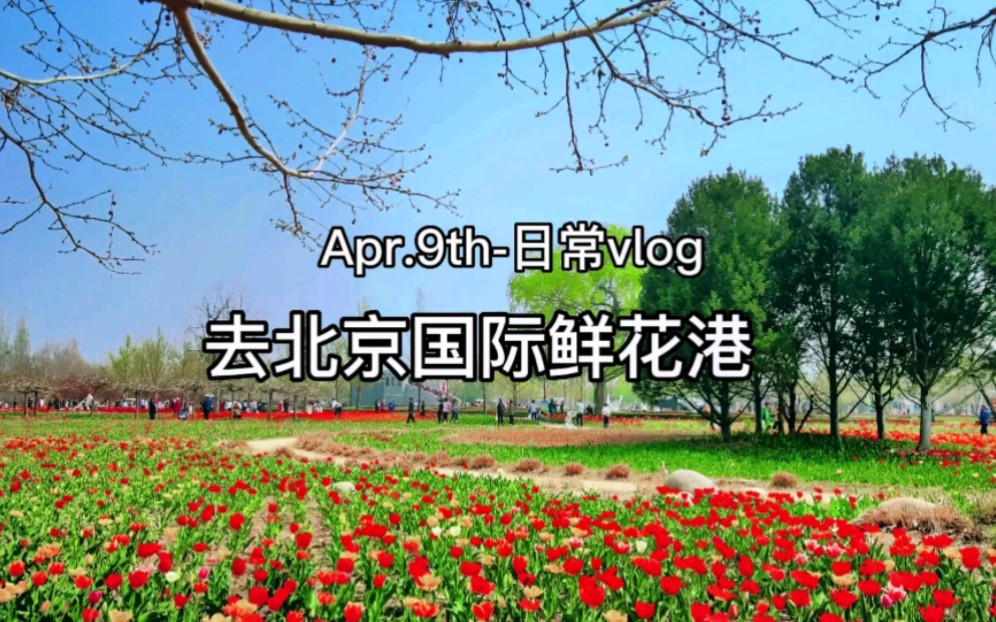 北京国际鲜花港哔哩哔哩bilibili