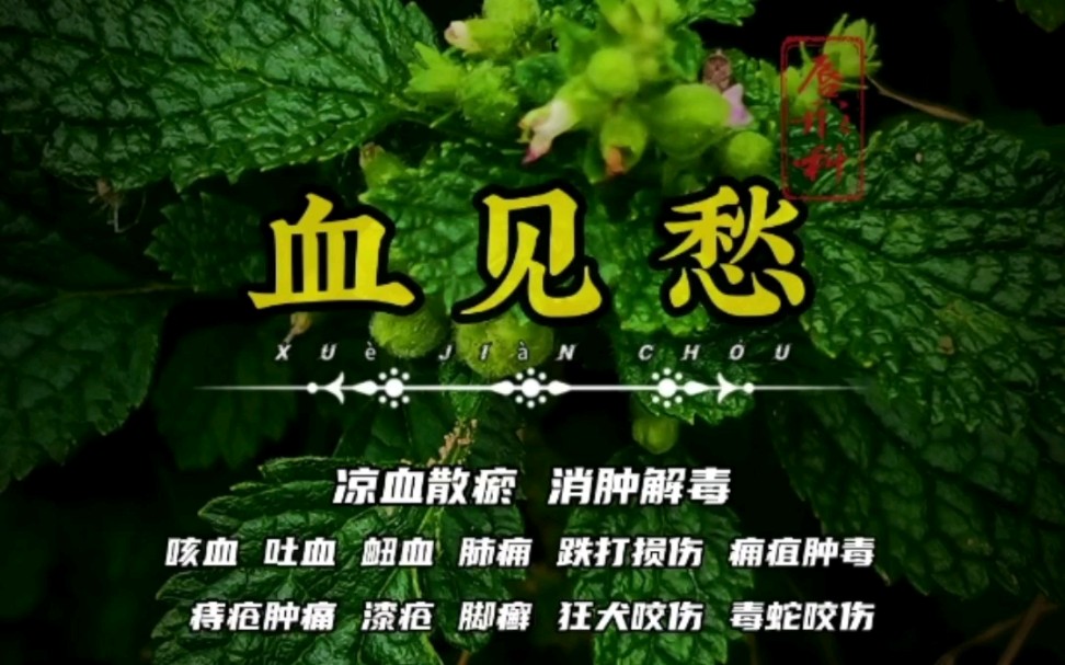 唇形科植物【血见愁】,又名肺形草!哔哩哔哩bilibili