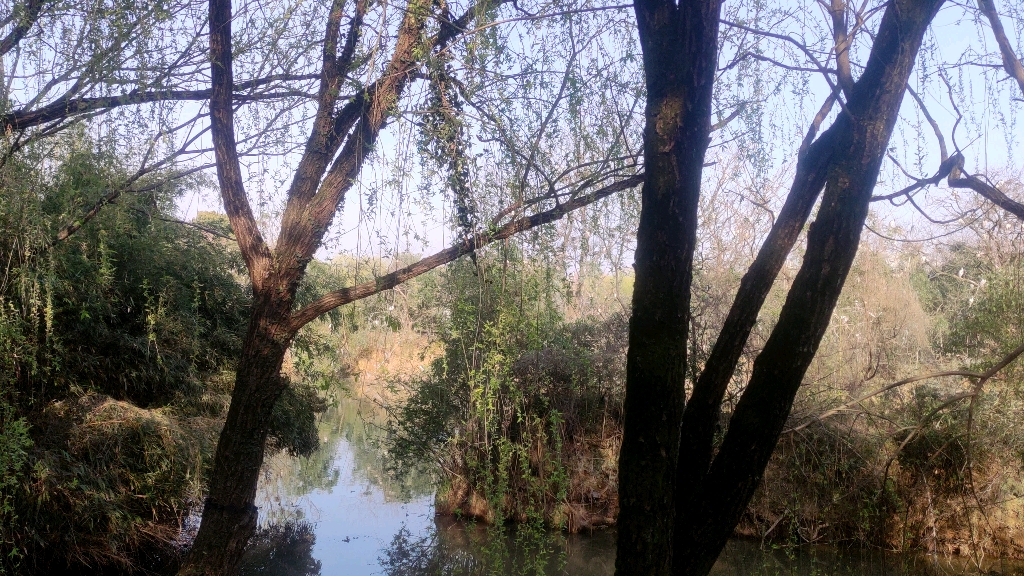 三墩镇人民公园,这"鸟口密度"挺大啊