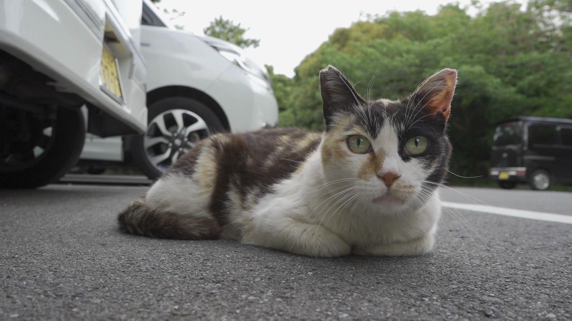 【日本 伊豆高原】在森林的停车场里发现一只小野猫 一阵狂撸后发现