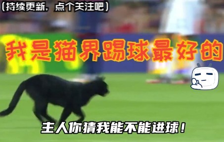 [图]这到底是梅西家的猫还是c罗家的猫？