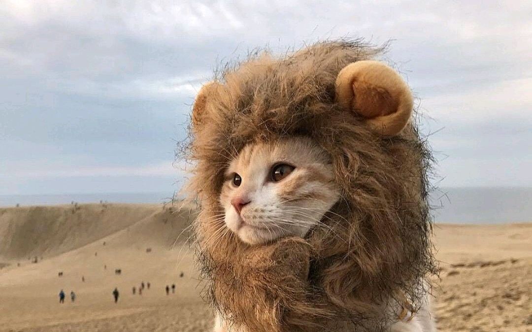 活动  一个热衷于窝窝头的沙雕萌新up!