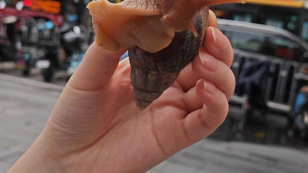 家人们,广州的蜗牛为什么这么大