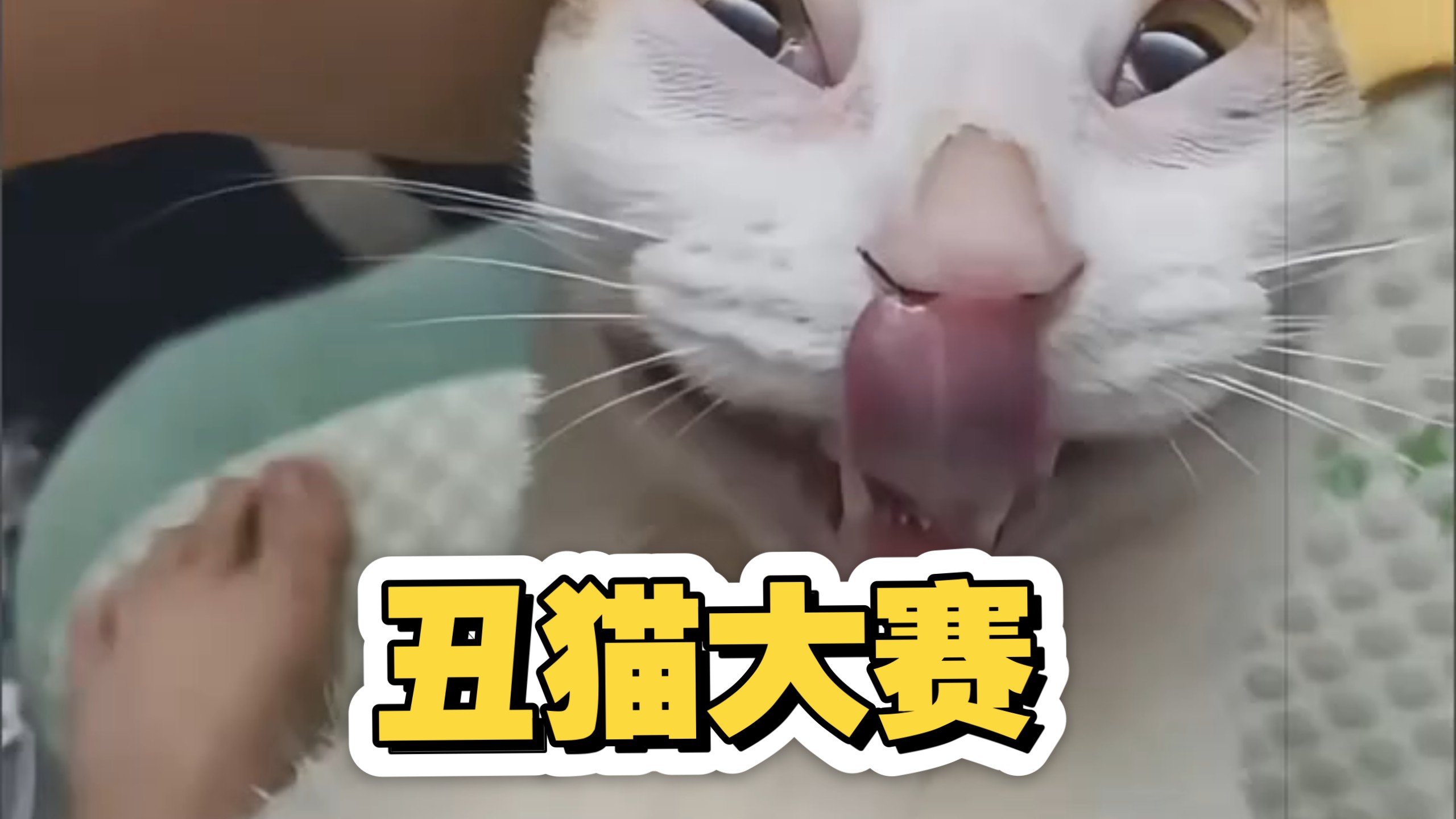丑猫大赛