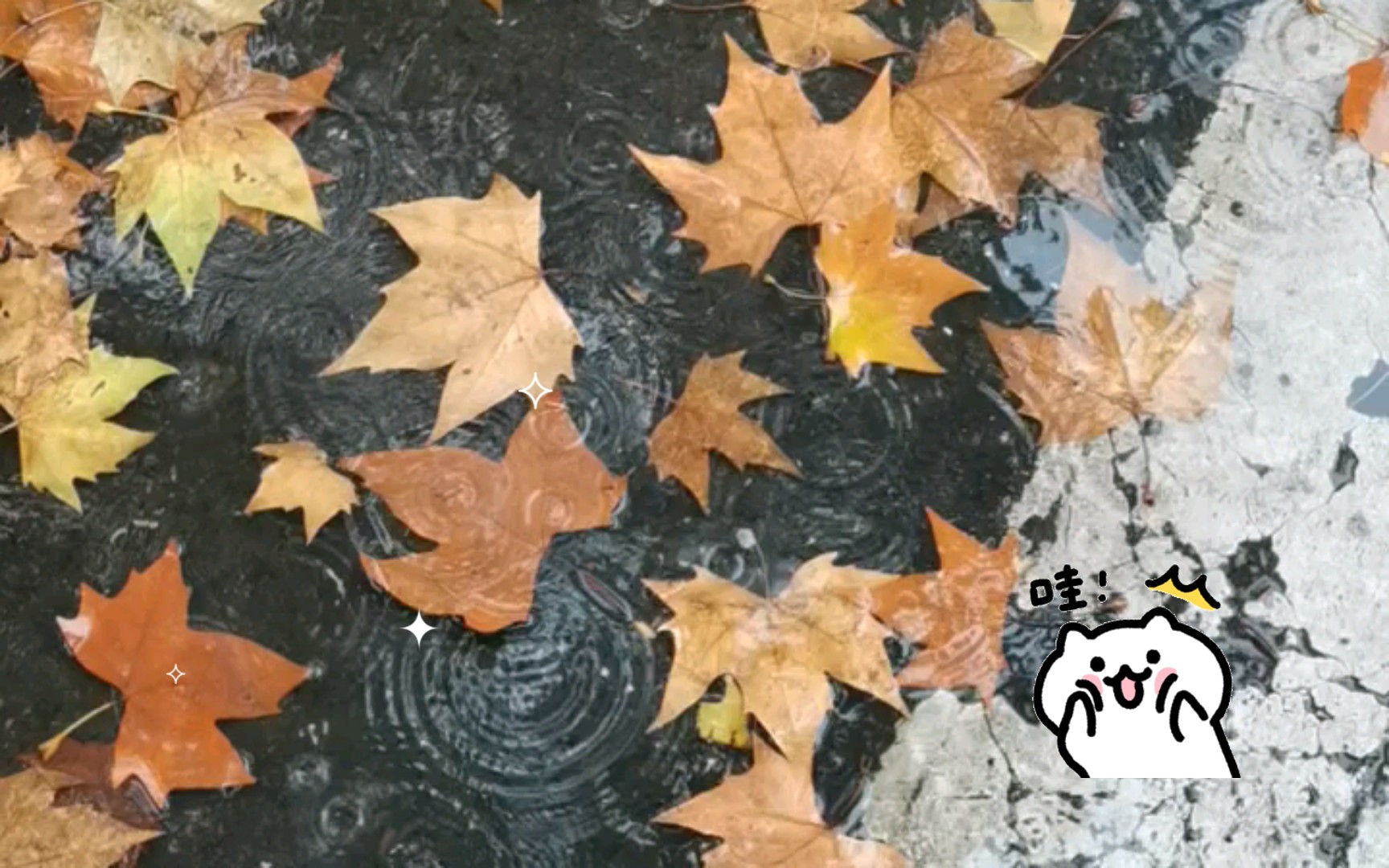 雨中落叶图片