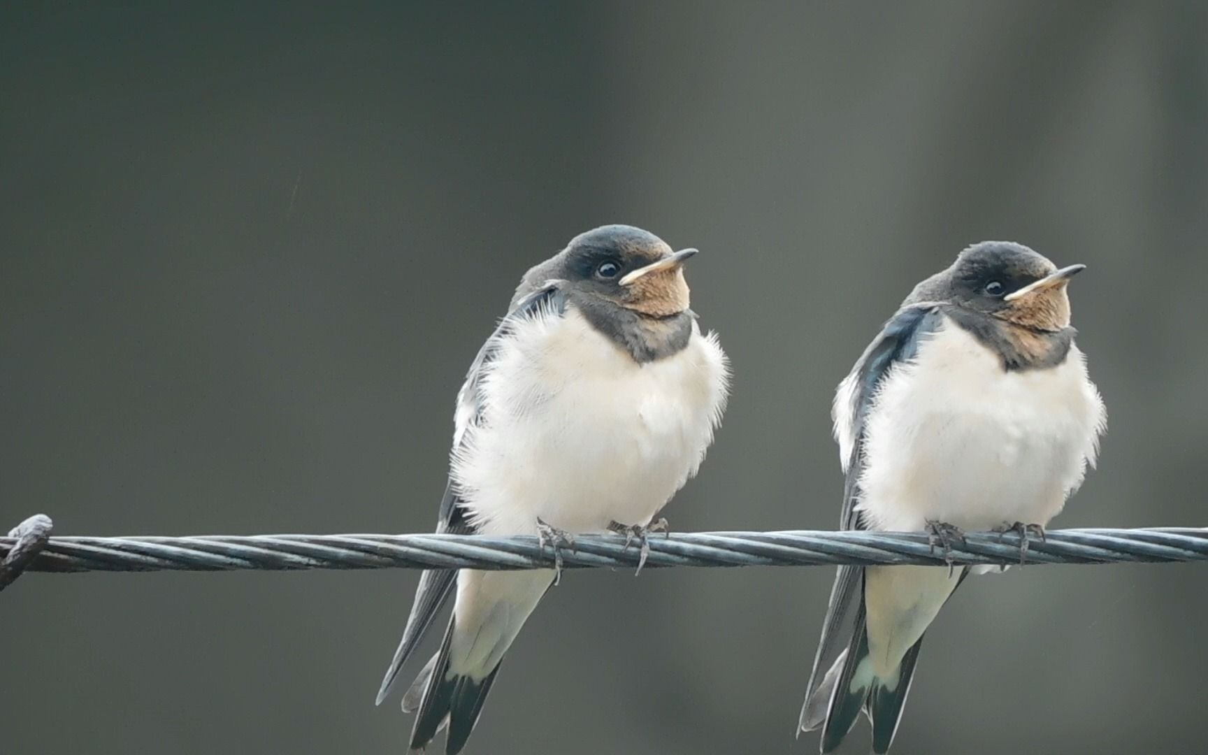 可爱的燕子宝宝,看着肥肥的,糯糯的真治愈,作为一个长期病患,看鸟确实