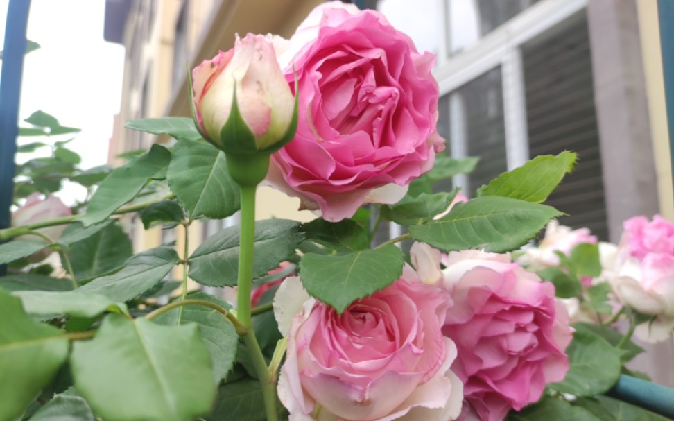 群开状态的罗衣 对花量还是不满意