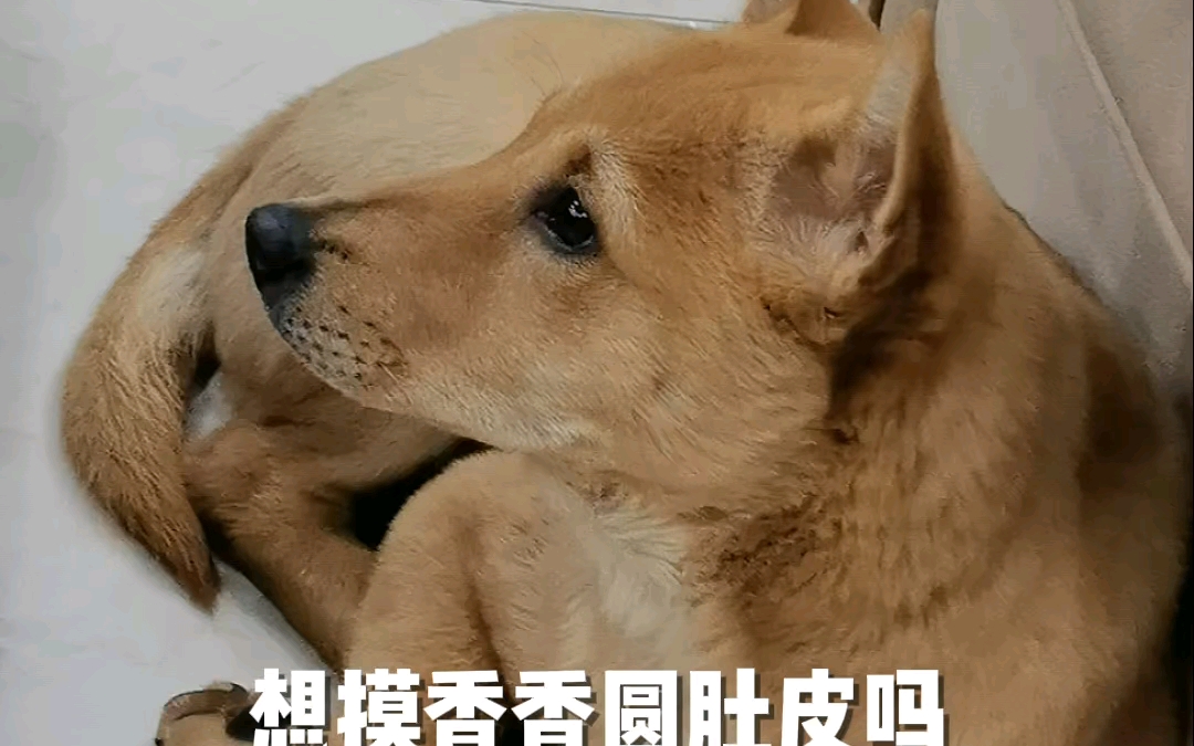 【唐犬】才知道比起土狗更好听的名字是中华田园犬,更霸气的名字叫作唐犬哔哩哔哩bilibili