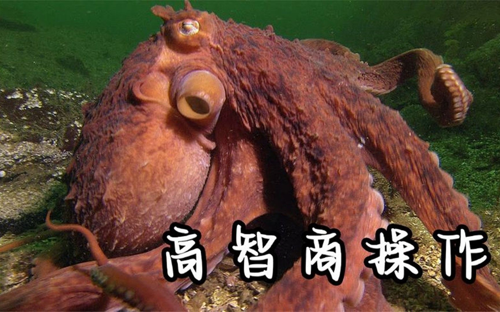 章鱼钻进人类的陷阱吃螃蟹,意识到中计后,它的反应令人不寒而栗