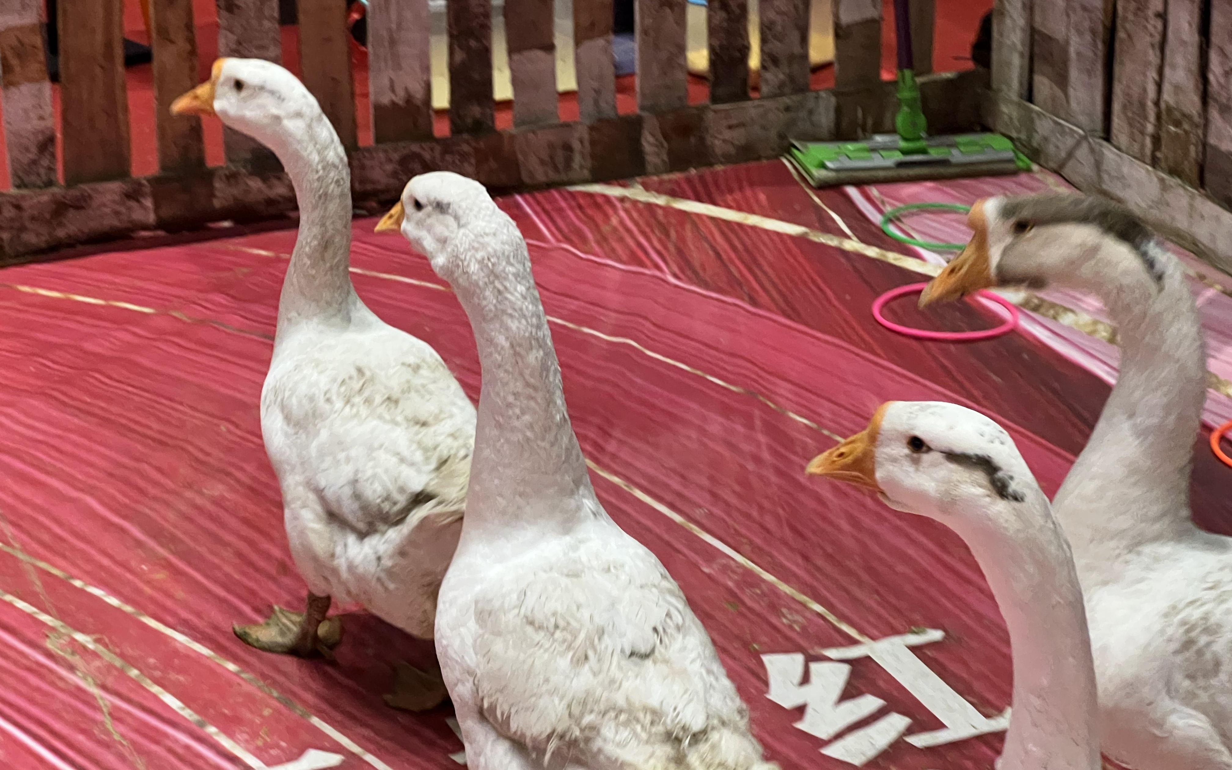 活动  当up看到套圈套大鹅!