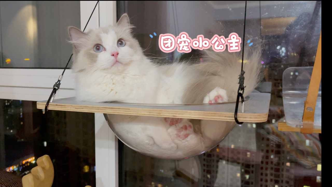 家里6只猫,谁才是团宠小公主-猪娣儿是一只猫-猪娣儿是一只猫-哔哩哔哩视频