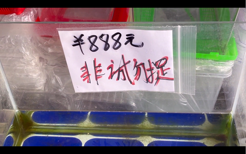 目前全国最大的宠物的乌龟市场之一 各种乌龟价格不菲人流量不多哔哩哔哩bilibili