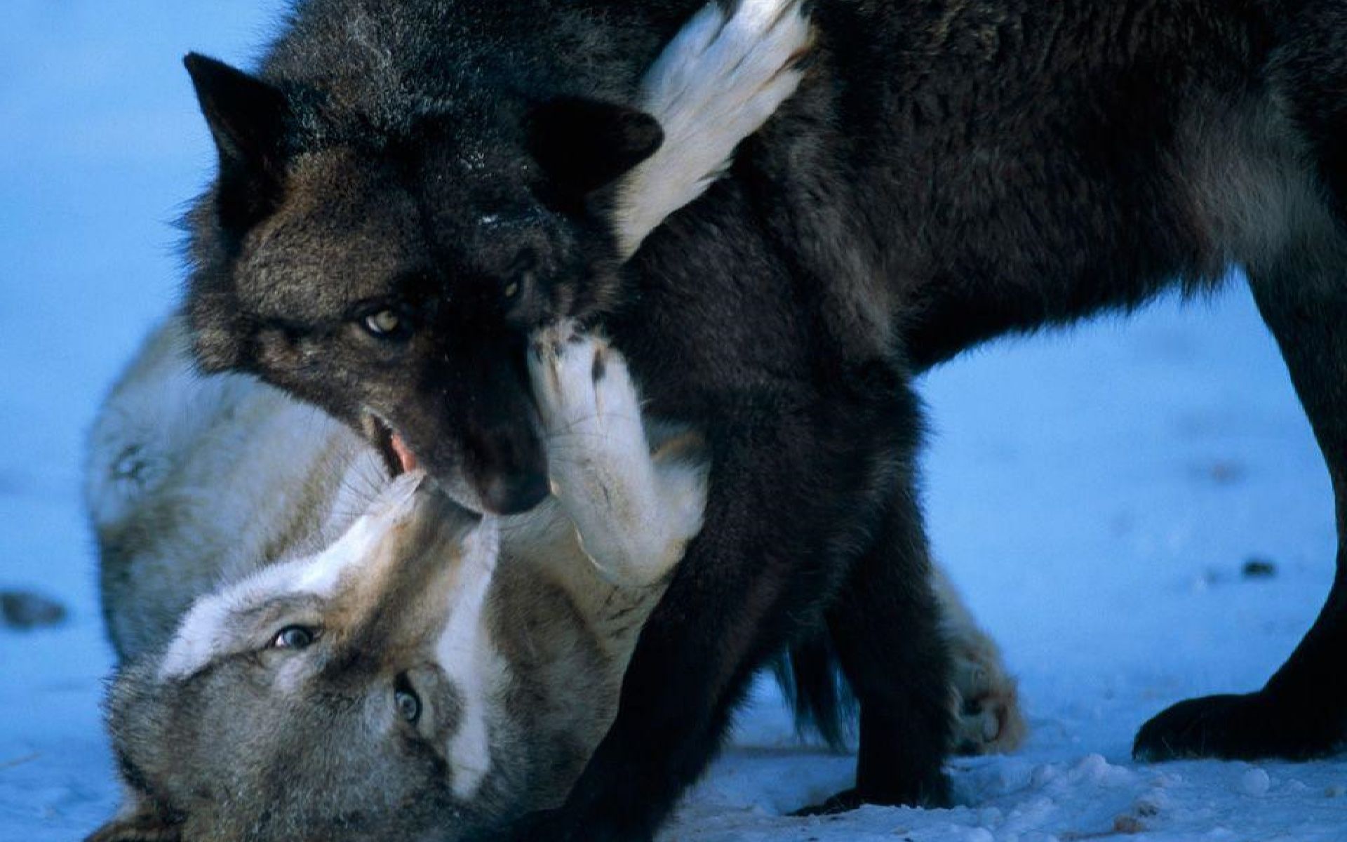 狼群半夜偷羊,牧羊犬尽忠职守,只一个照面便出胜负