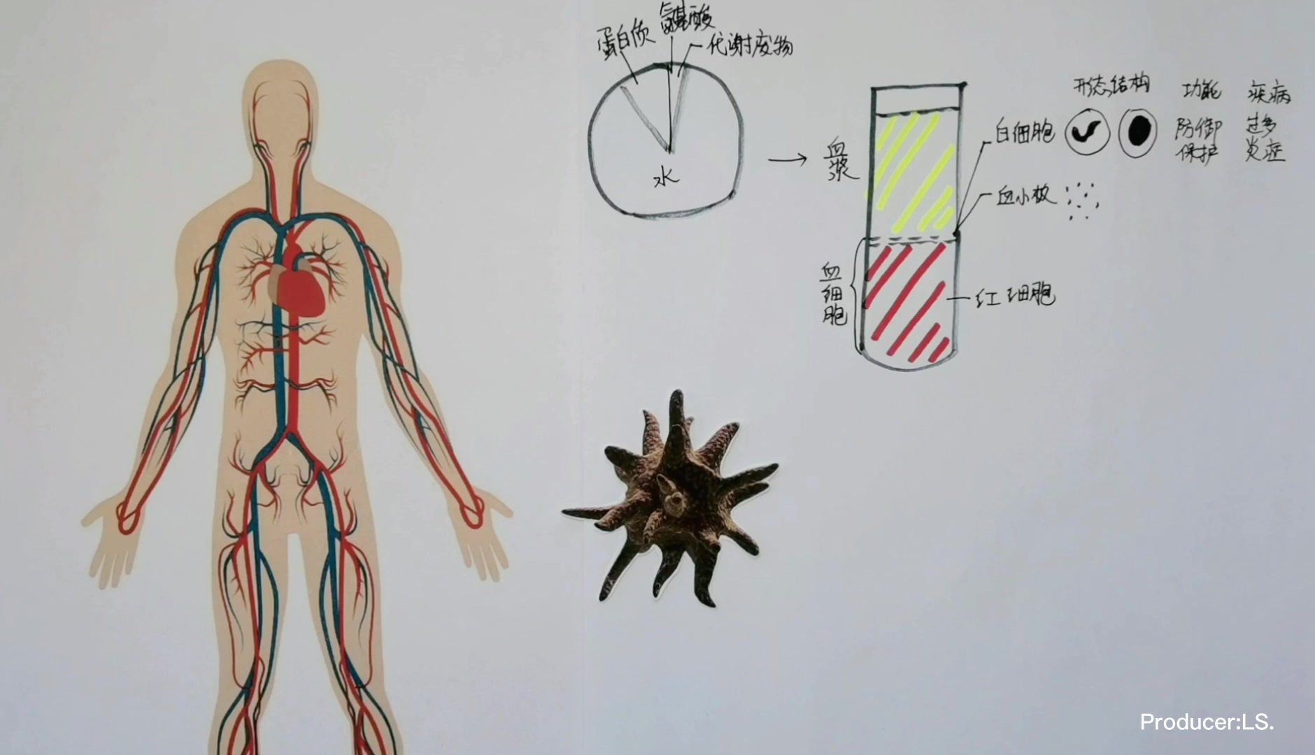 人体结构奥秘——血液的组成哔哩哔哩bilibili