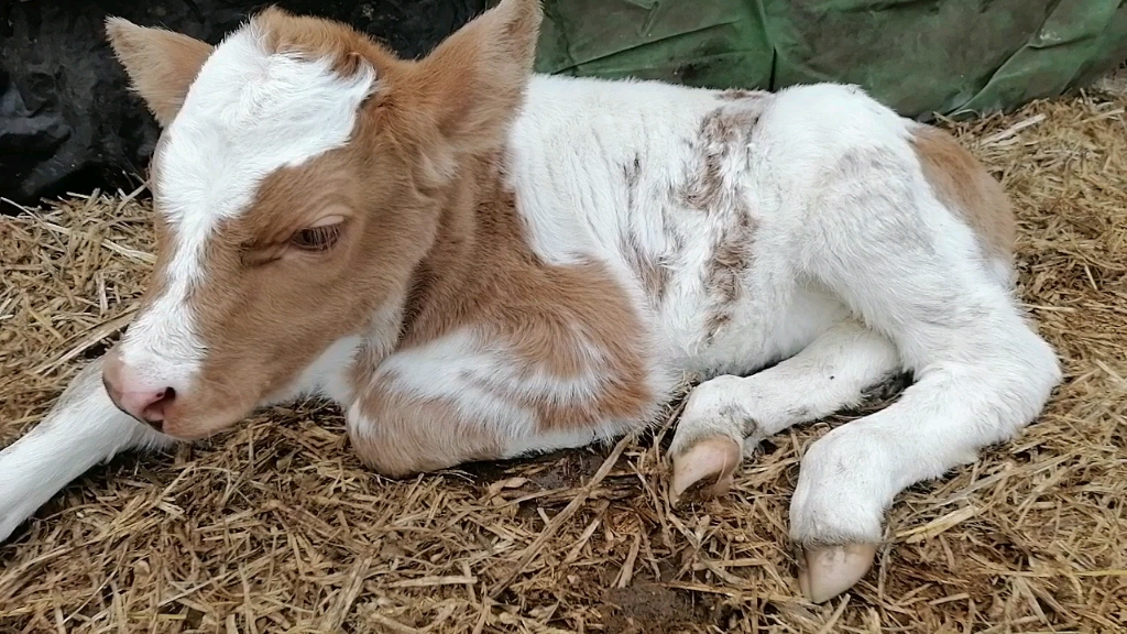 牛犊一个月图片