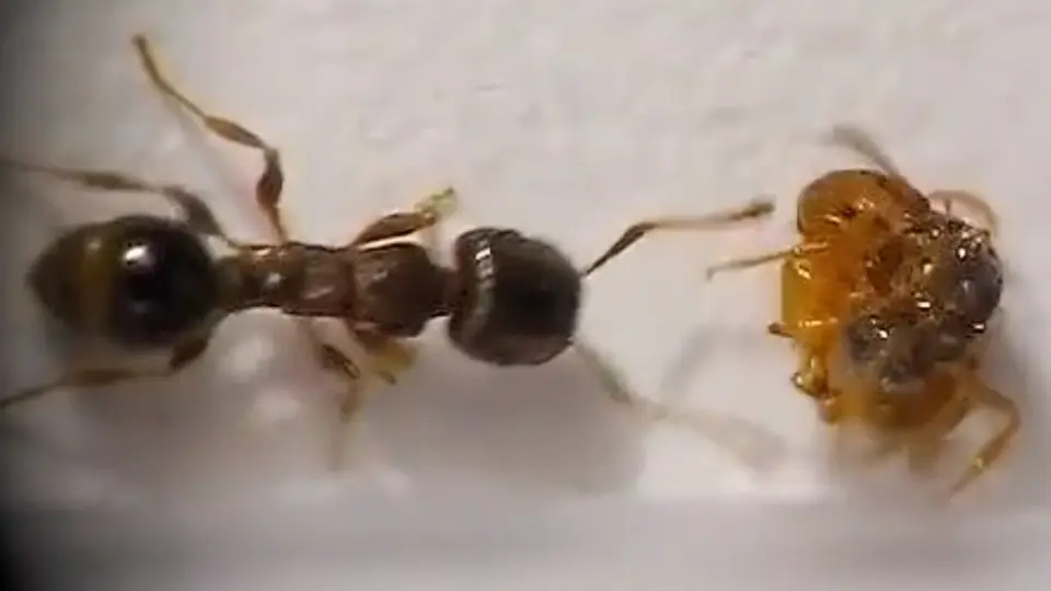 蚂蚁大战加州须蚁vs双色锥臭蚁斗蚁Dorymyrmex bicolor vs 