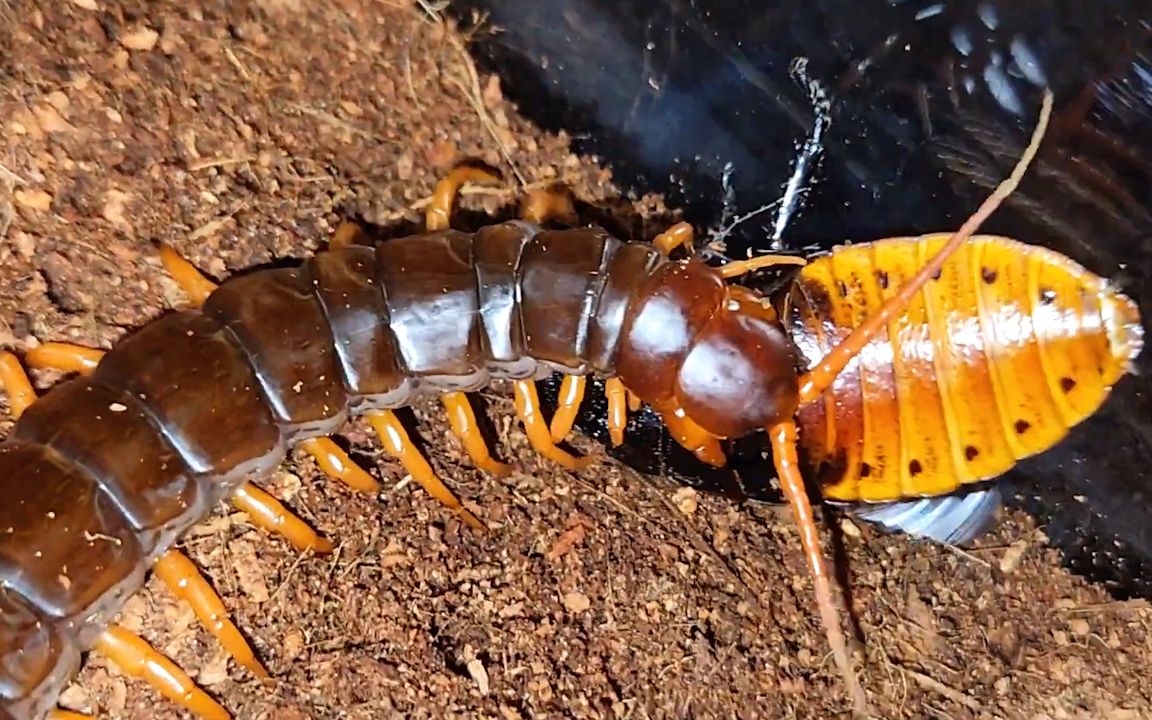 杜比亚(蟑螂)遇见蜈蚣,奋力逃命不敌送蟑头