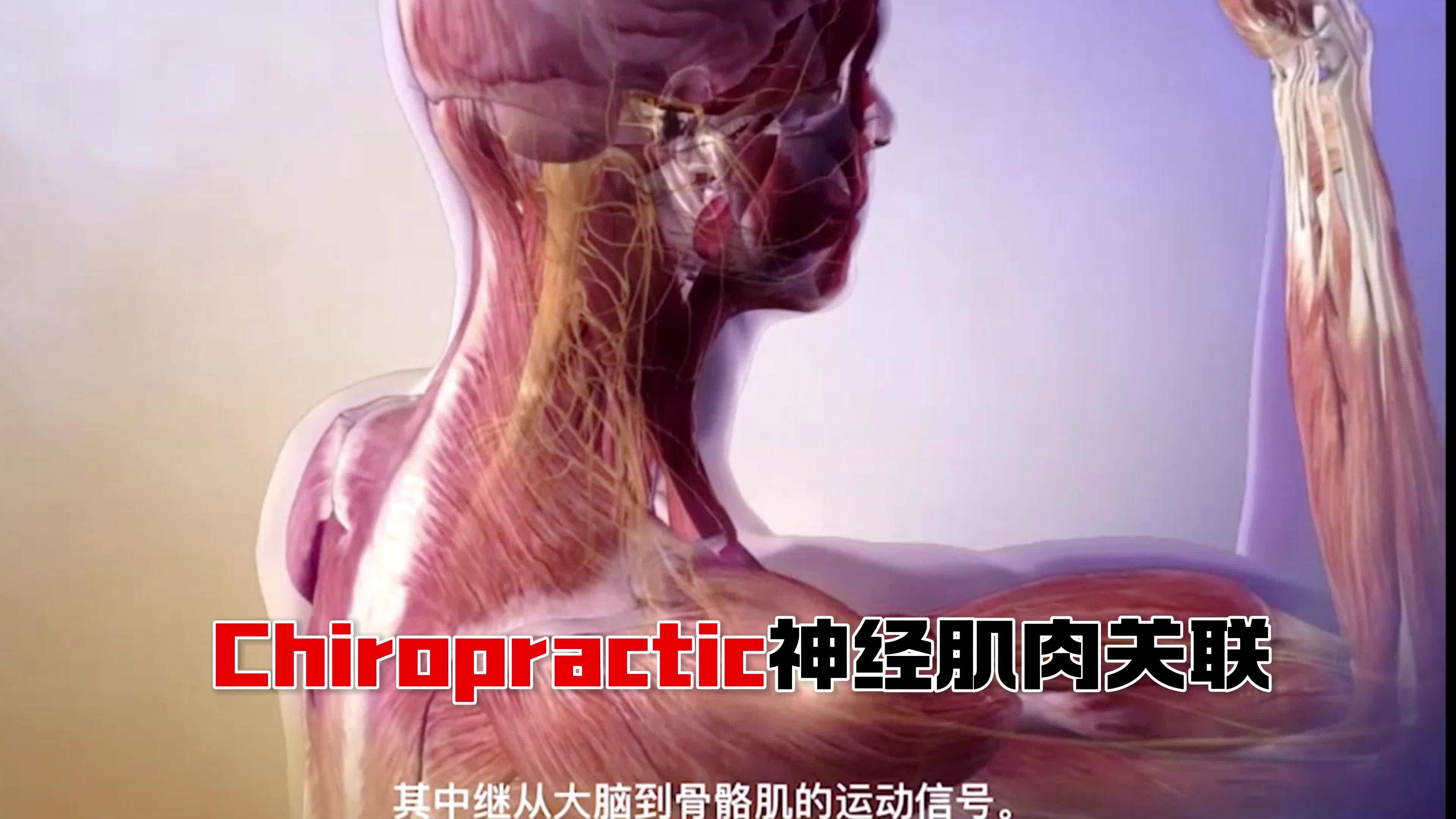 Chiropractic神经肌肉关联哔哩哔哩bilibili