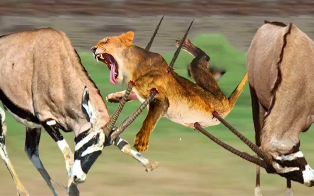 第一猎人的不幸狩猎-狮子,可怜的大羚羊,野生动物攻击!