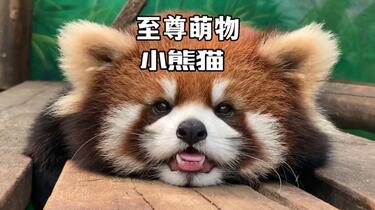 小熊猫 正副机长揸飞机✈️ #小熊猫#小熊猫迪迪#小熊猫逸逸#redpanda