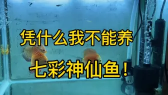 七彩神仙鱼 单鳃呼吸治疗方法 哔哩哔哩 Bilibili