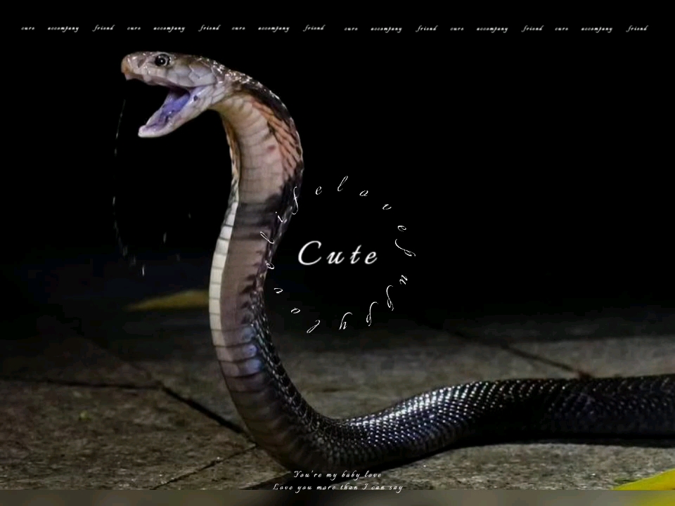 舟山眼镜蛇是中国第二烂肉王!