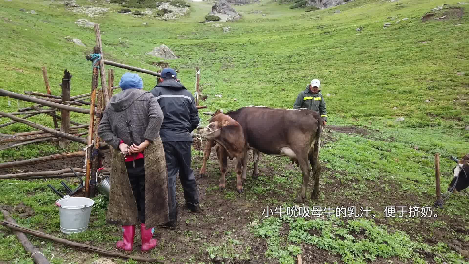 [图]新疆阿勒泰地区哈萨克族夏牧场《牧家奶飘香》