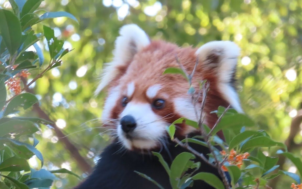 羽村市动物园 花花与小熊猫