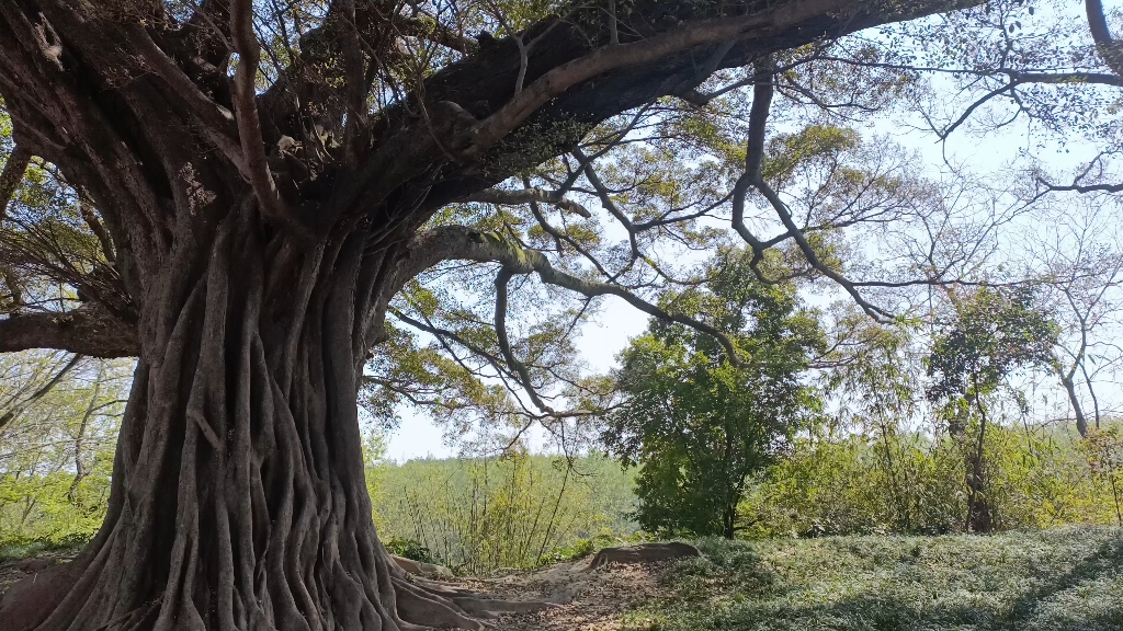 池塘边的大榕树