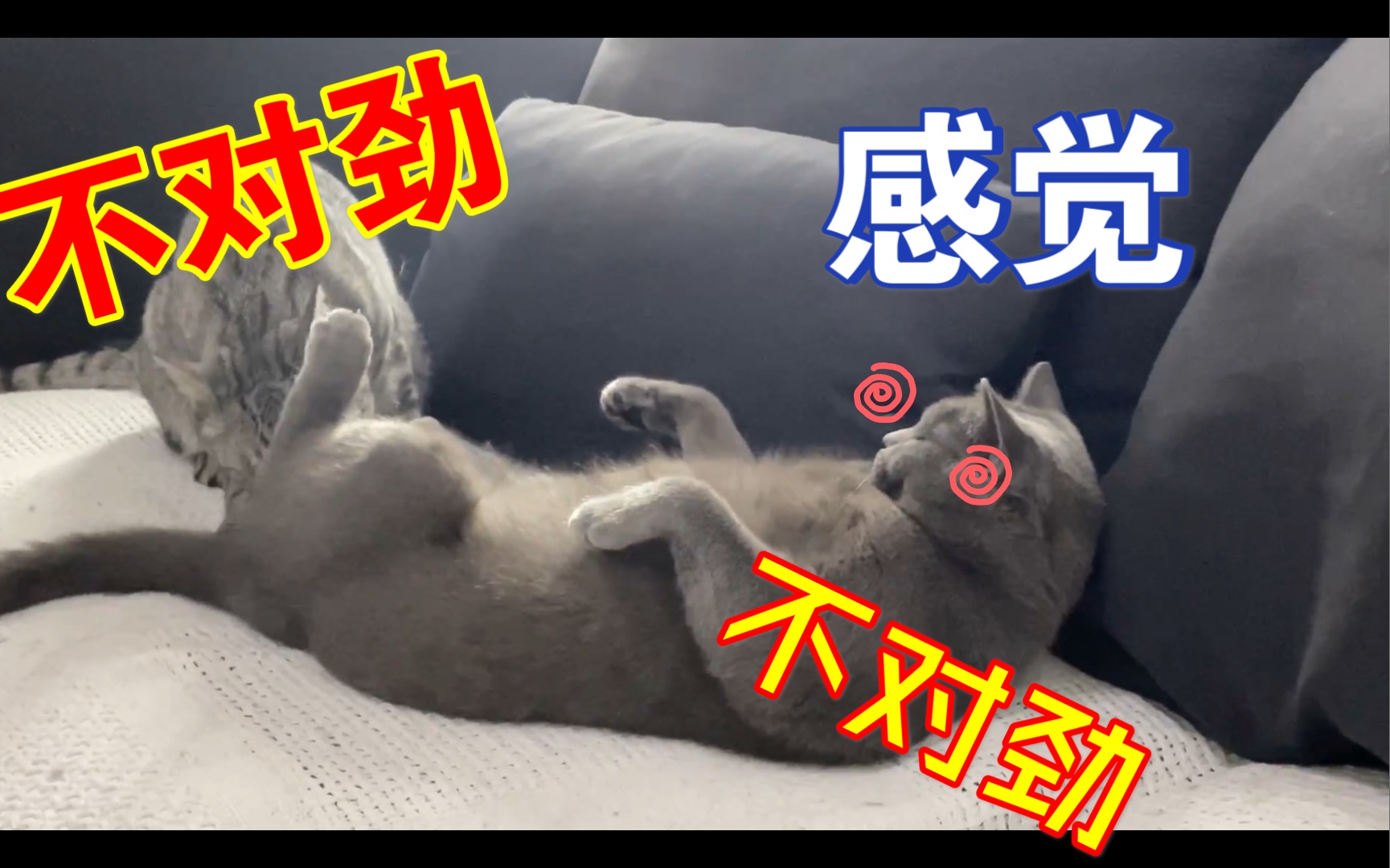 色情猫咪在线舔妹妹哔哩哔哩bilibili