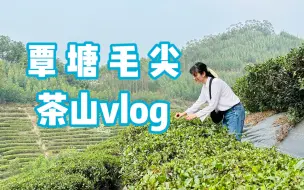 Download Video: 参观新茶厂～再看看那片茶山～