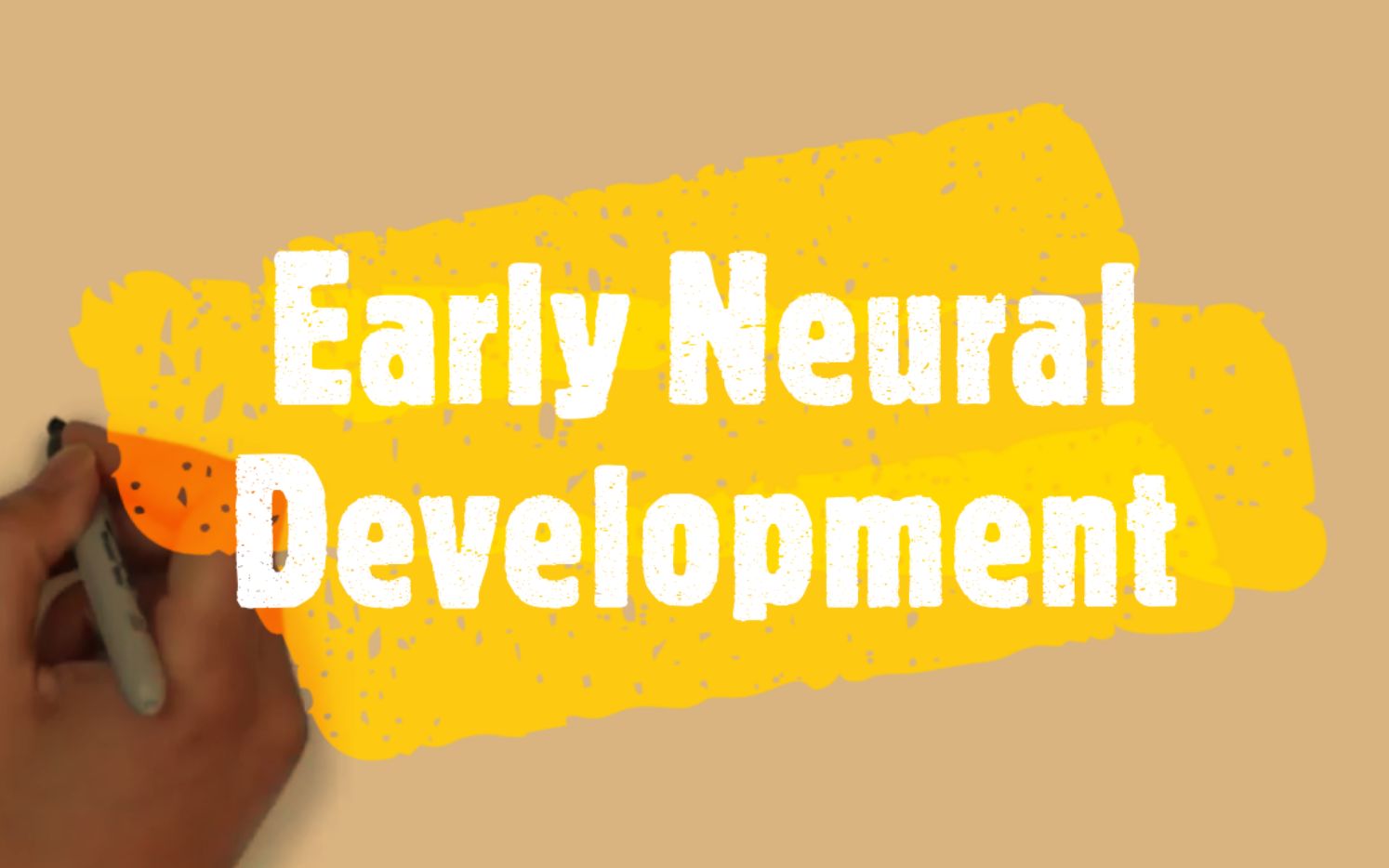 [图]【沟通科学】(中英) 两分钟神经科学：早期神经发育 2-Minute Neuroscience: Early Neural development