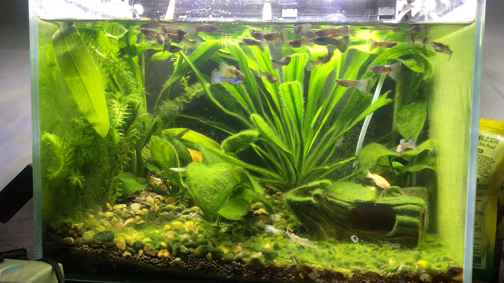 被绿藻侵蚀的草缸