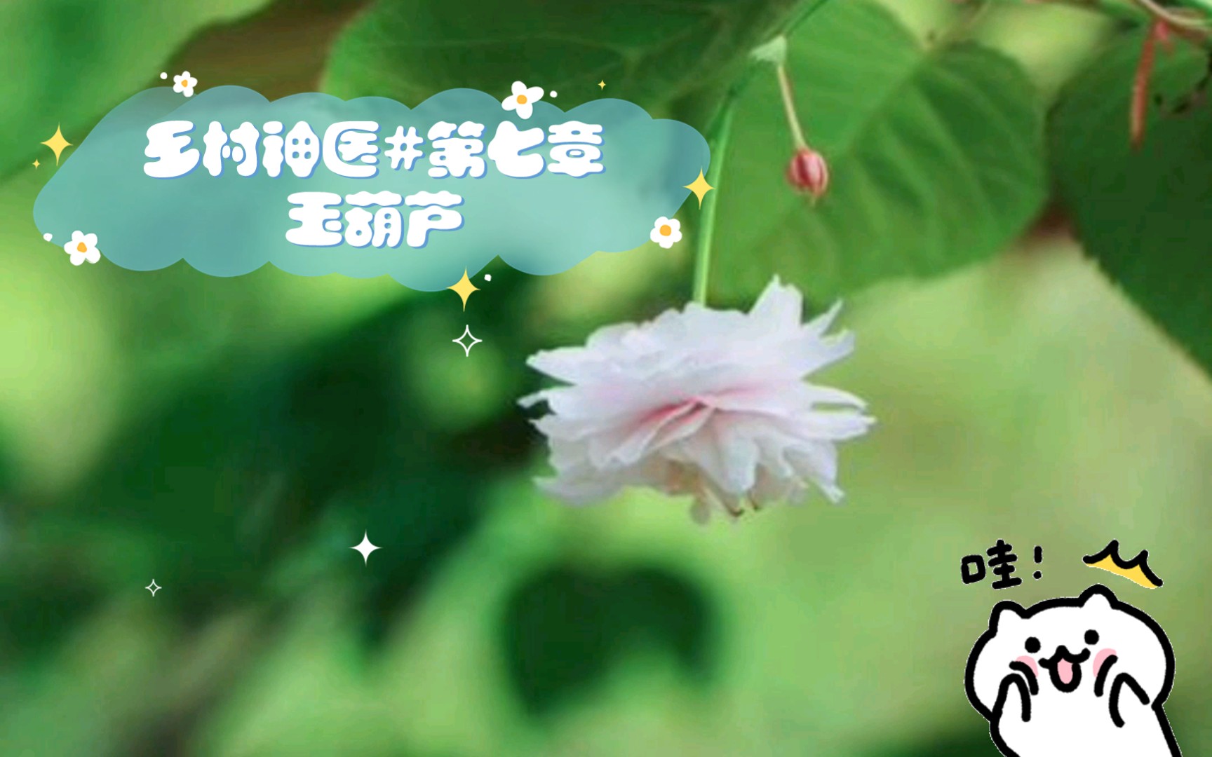 乡村神医#第七章玉葫芦哔哩哔哩bilibili