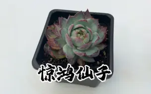 Download Video: 多肉植物惊鸿仙子拉丝