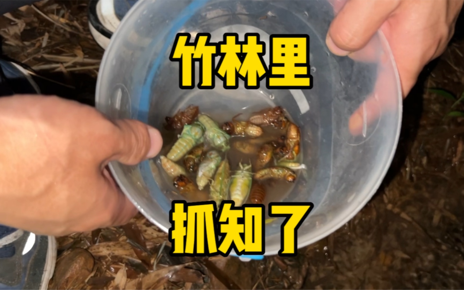 夏天到了,又到了抓知了的季节,这是你童年的回忆吗?哔哩哔哩bilibili