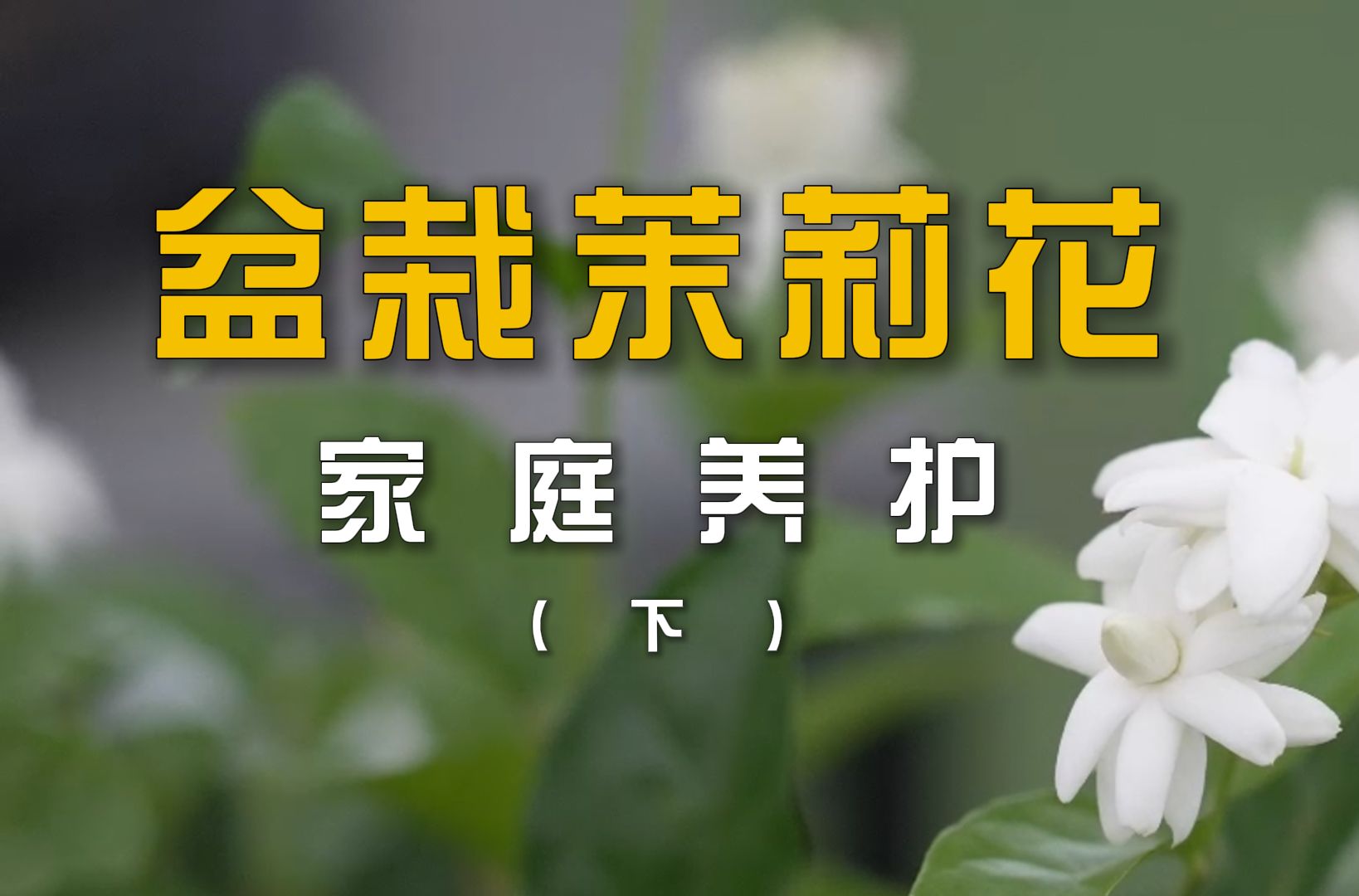 快来!茉莉花浇水、防虫的细节都在这儿啦!哔哩哔哩bilibili